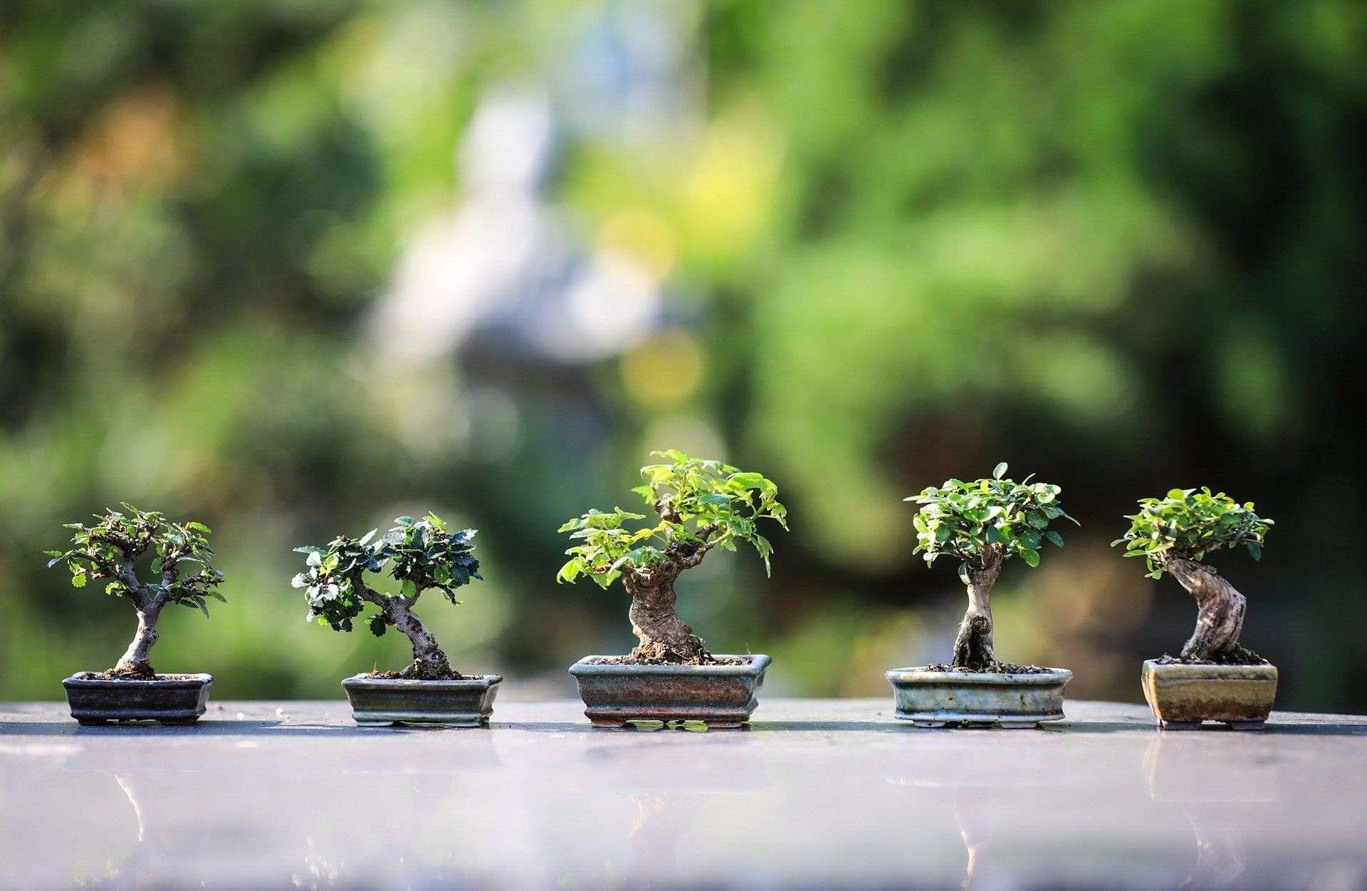 bonsai-seni-mempertahankan-alam-dalam-skala-mini