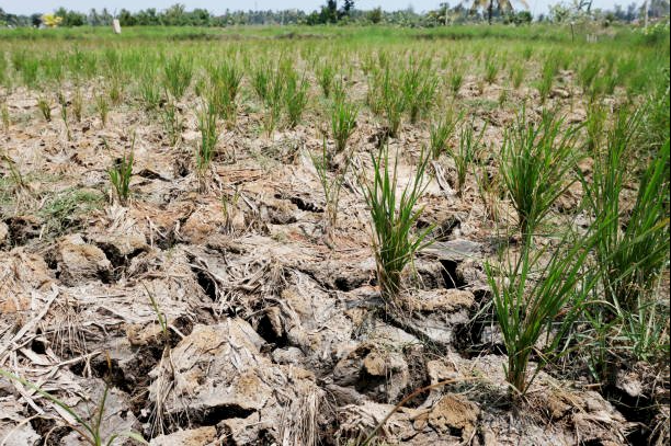 Prakiraan Musim Kemarau 2025: Lebih Singkat, Waspadai Perubahan Cuaca Nasional